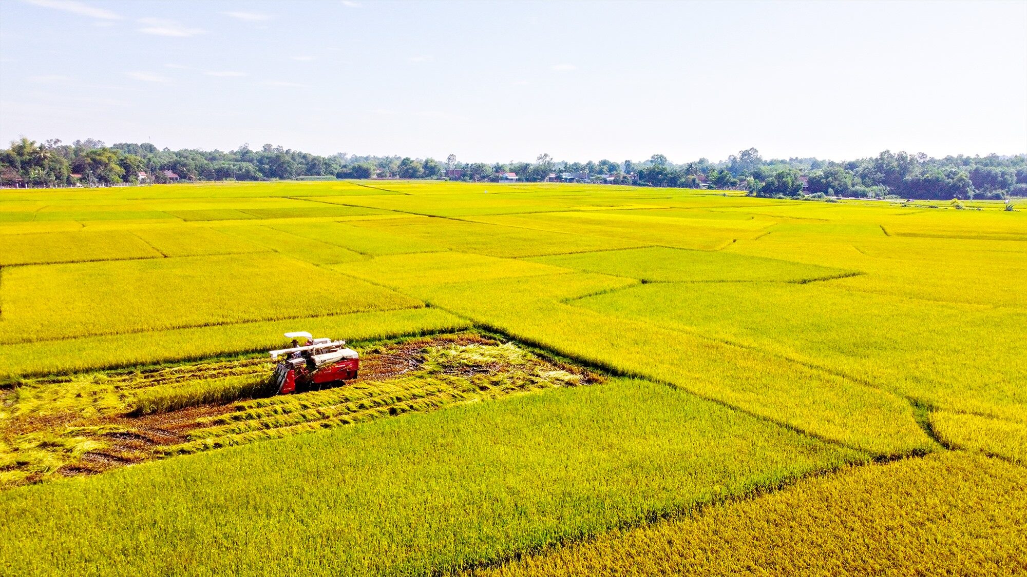 Ruộng lúa TNTECH