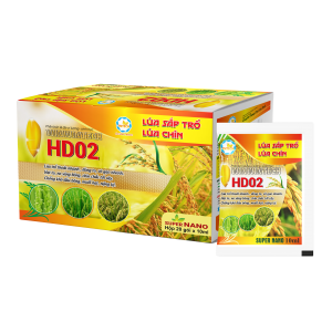 HD02 LÚA TRỔ, CHÍN - VÔ GẠO