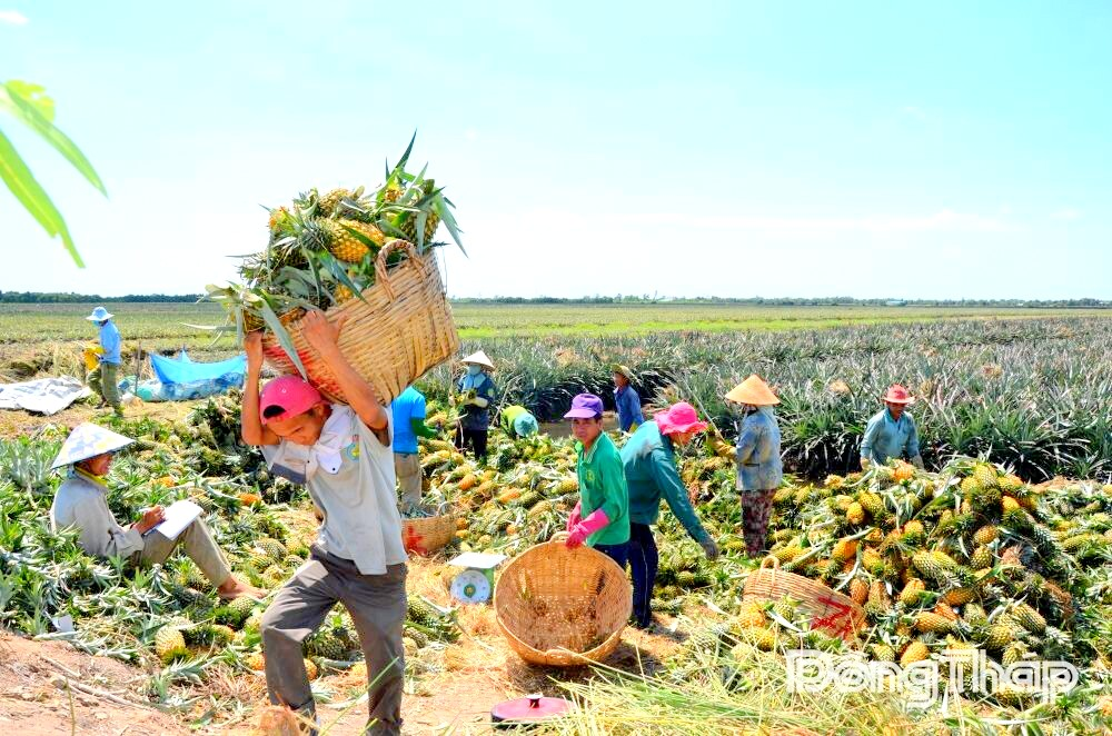 Từ đất phèn Đồng Tháp Mười đến khát vọng “thủ phủ khóm sinh thái” của Việt Nam