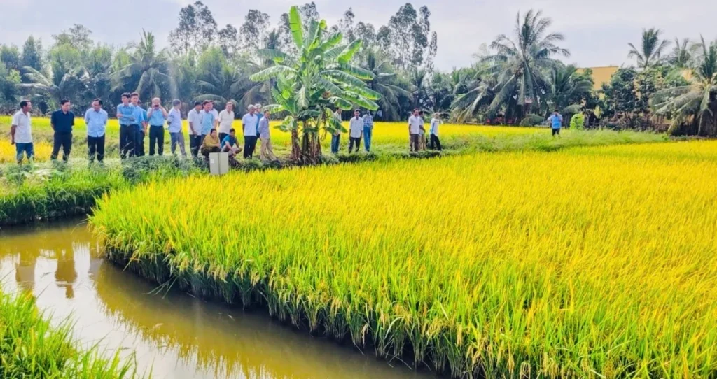 Nông nghiệp ĐBSCL trước yêu cầu thích ứng hạn mặn và giảm phát thải
